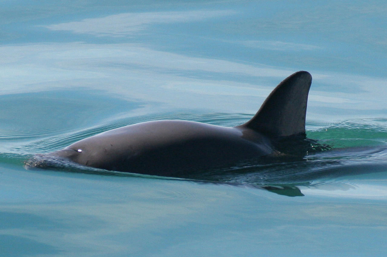 Vaquita in the Gulf of California