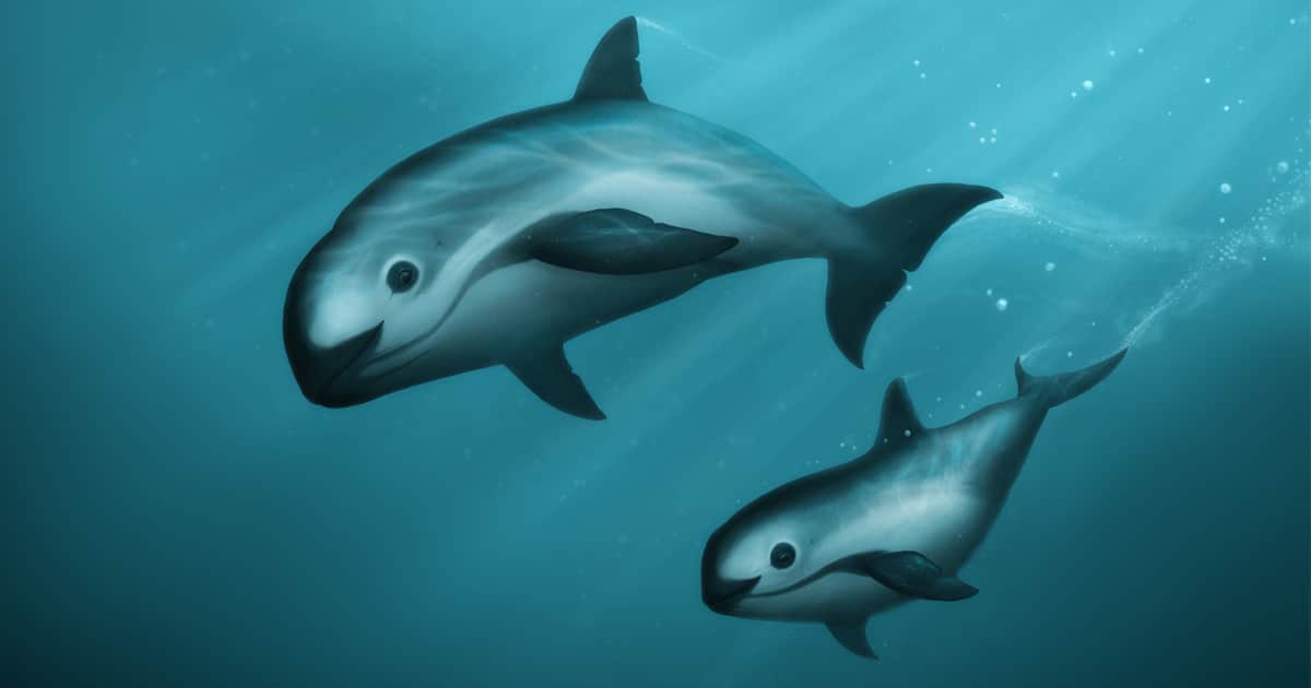 Save the Vaquita Porpoise — Porpoise Conservation Society