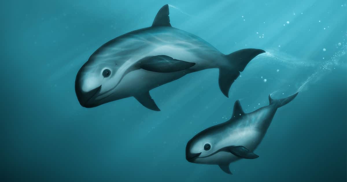 Save The Vaquita Porpoise Porpoise Conservation Society Save The Vaquita Porpoise Porpoise Conservation Society
