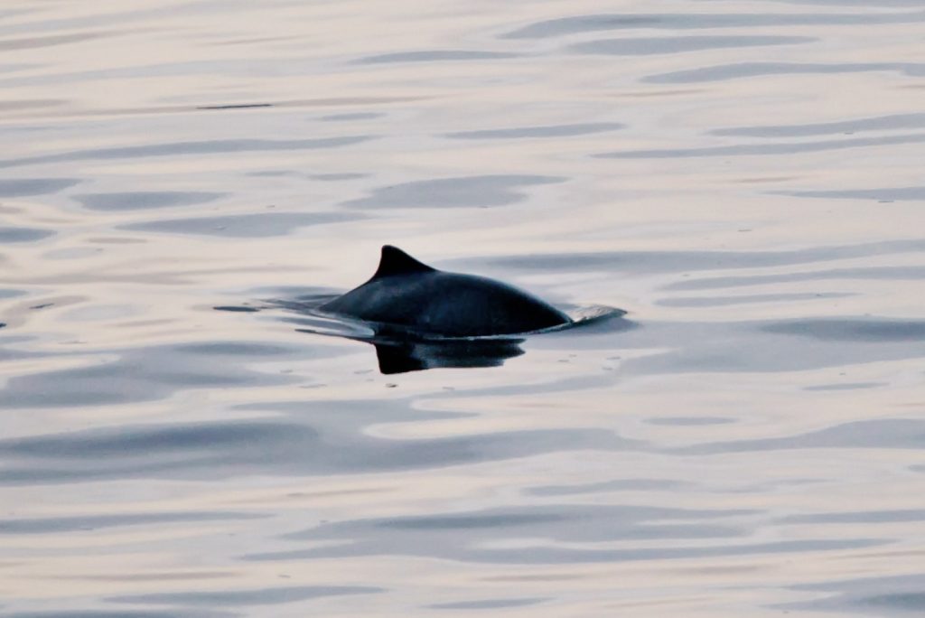 Harbour porpoise surfaces off Whytecliff Park