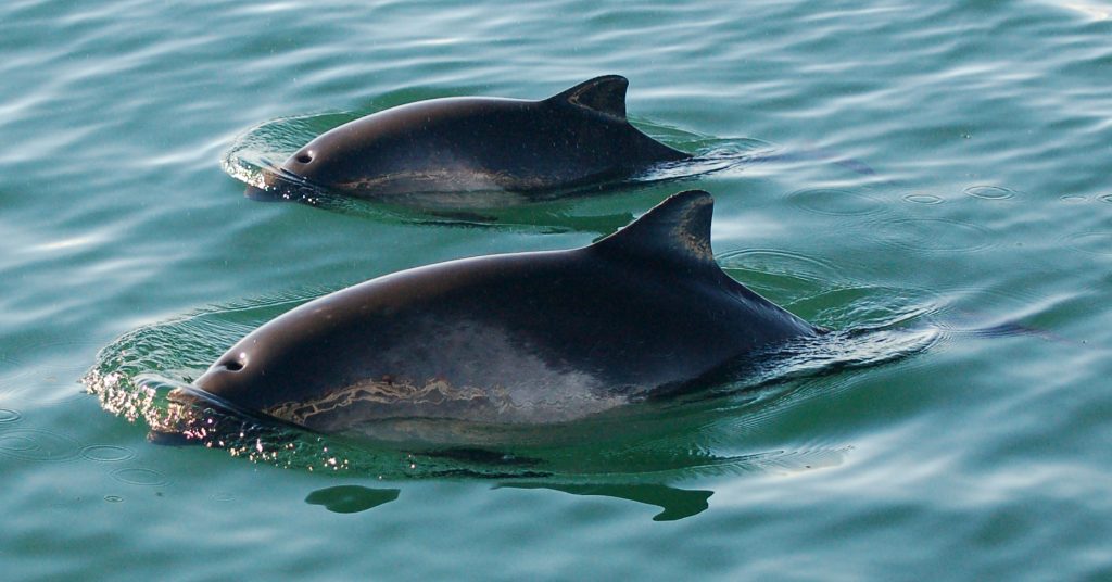 Image result for harbor porpoises