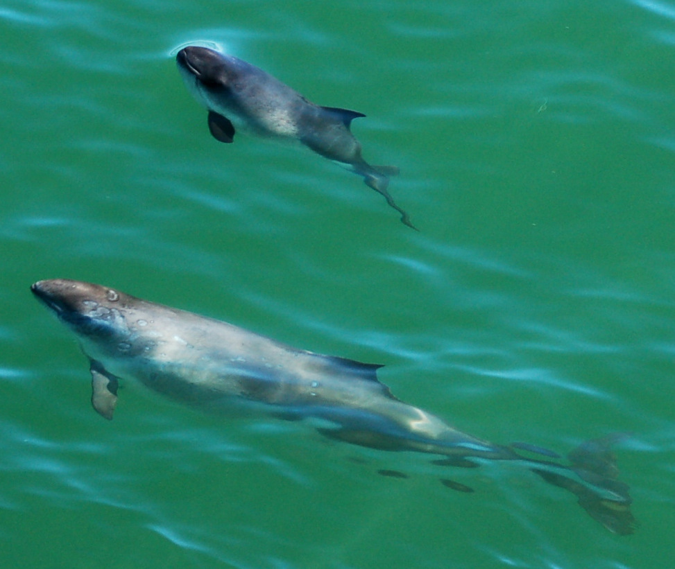 harbor porpoise