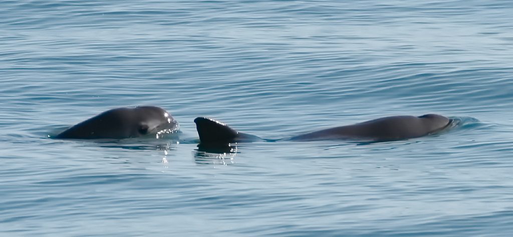 Vaquita — Porpoise Conservation Society