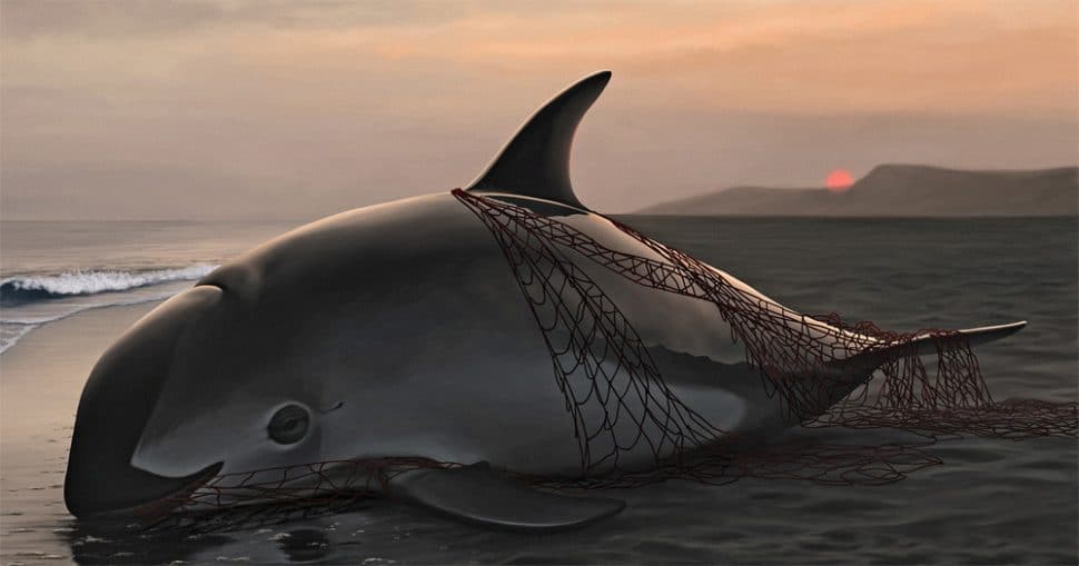 Illegal fishing nets trap dolphins, whales and other protected