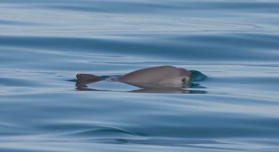 Single vaquita surfacing. Picture by Thomas Jefferson.
