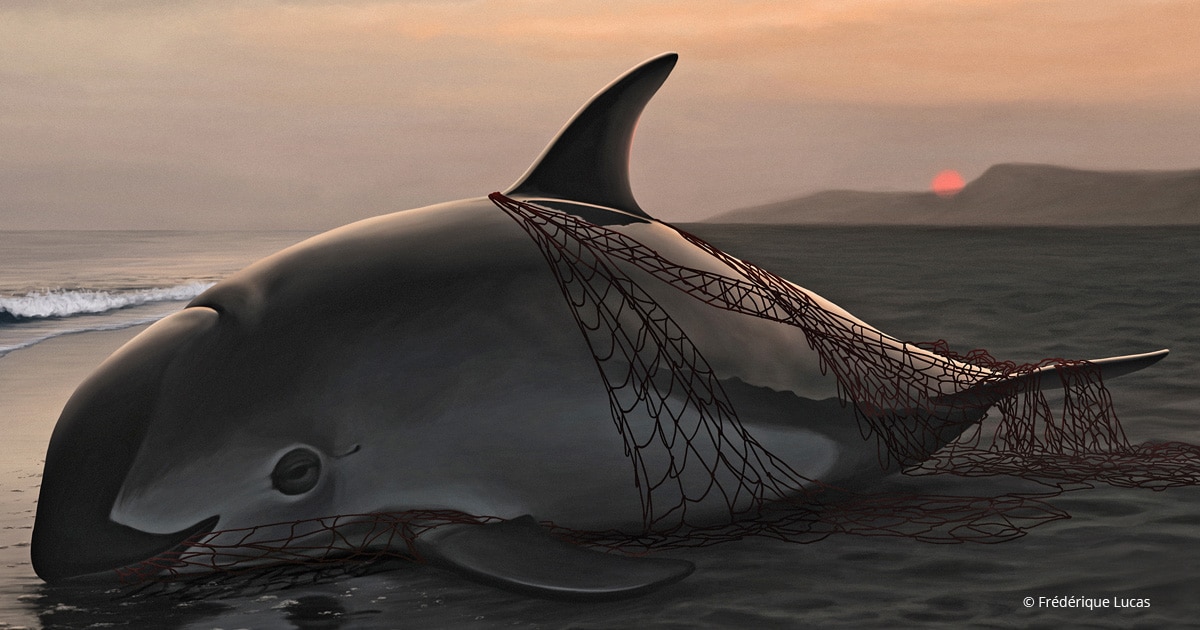 Hope for the Vaquita: Mexico bans gill-nets permanently — Porpoise