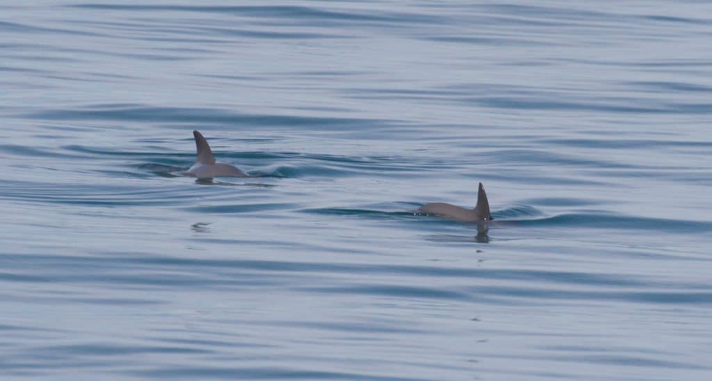 Two vaquita surfacing
