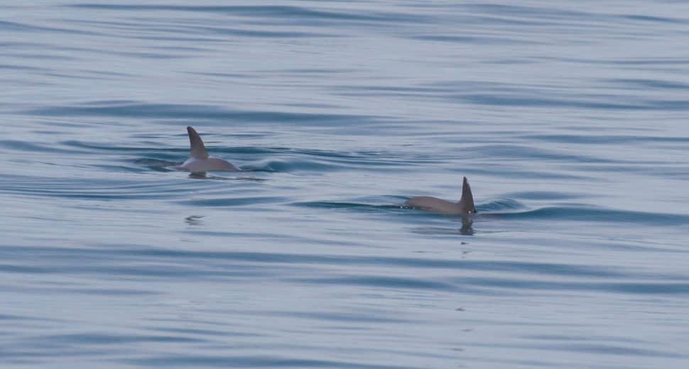 Hope for the Vaquita: Mexico bans gill-nets permanently — Porpoise