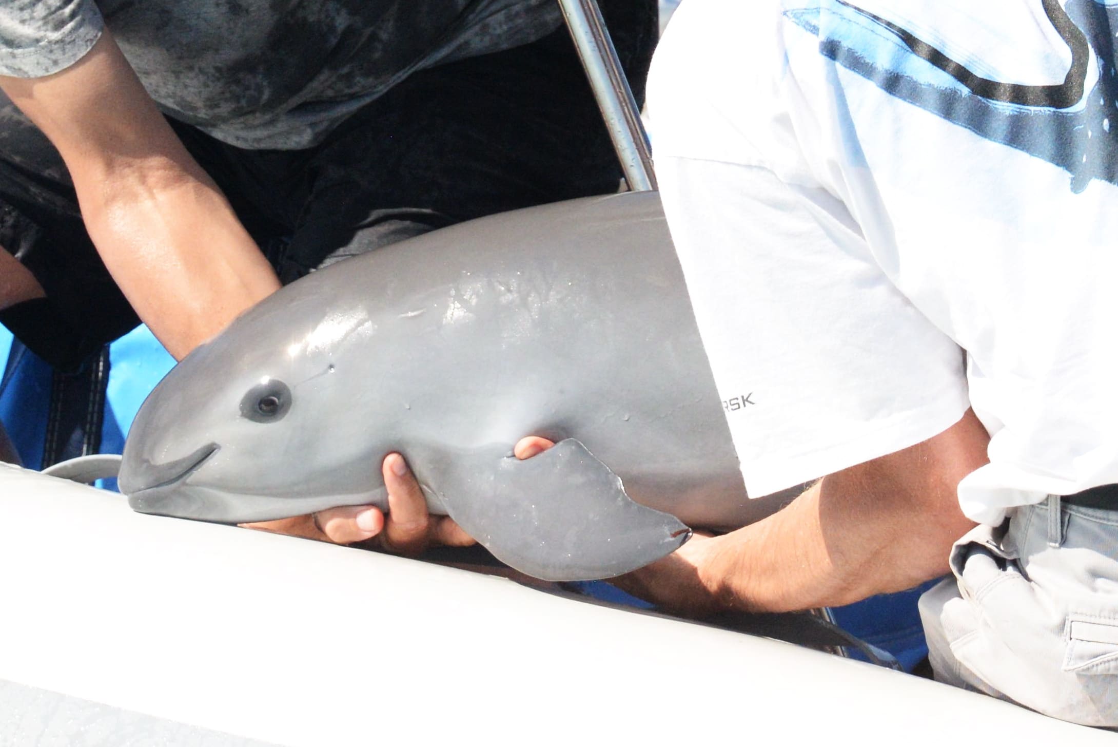 Vaquita Porpoise Home Back Up VIVA Vaquita Working To Save The Vaquita Porpoise Home Back Up VIVA Vaquita Working To Save The