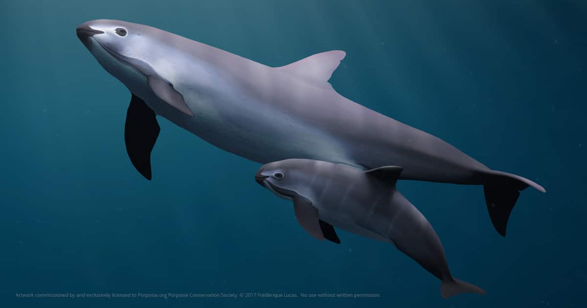 Save The Vaquita Porpoise Porpoise Conservation Society Save The Vaquita Porpoise Porpoise Conservation Society