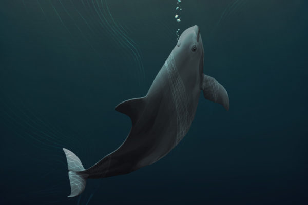 Save the Vaquita Porpoise — Porpoise Conservation Society
